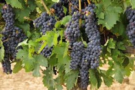 Zondag 26 april Workshop One Barrel Vineyard